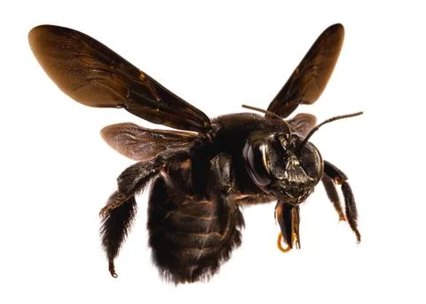 Big black bee Stock Photos