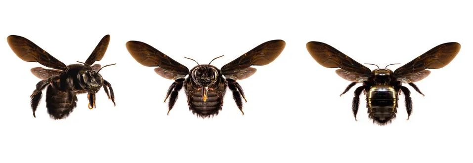 Big black bee Stock Photos