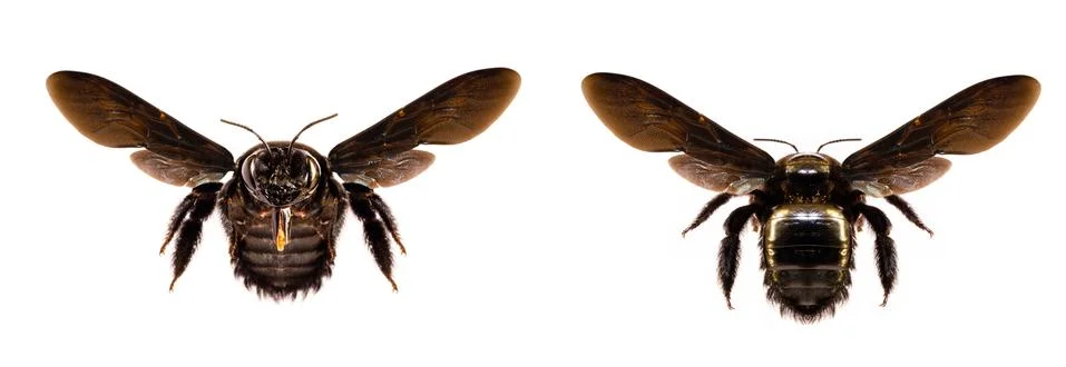 Big black bee Stock Photos