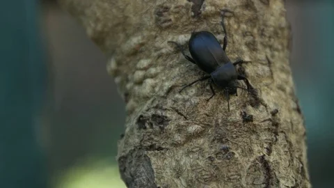 Big black beetle with an ant on a tree Stock Footage 75727716