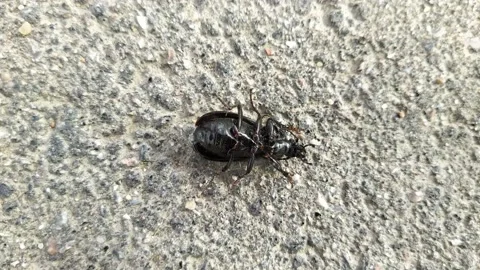 Big black beetle on the asphalt lying on its back moves its paws closeup Stock Footage 154434798
