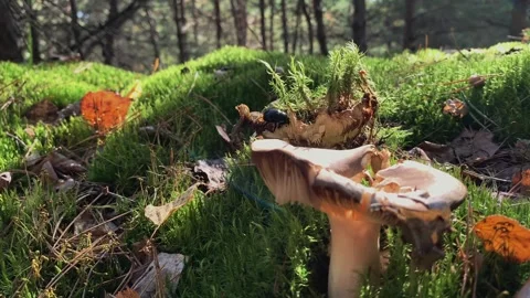 Big black beetle eats a big mushroom that grew among the moss Stock Footage 316229368