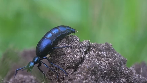Big black beetle insect, American Oil Beetles are type of Blister beetle, macro Stock Footage