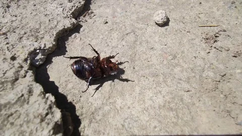 Big black beetle inverted on the ground and moving paws,insect Geotrupidae Stock Footage 130014749