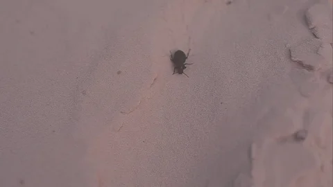 Big black beetle with a mustache crawling over rocks and sand 스톡 동영상 73920878
