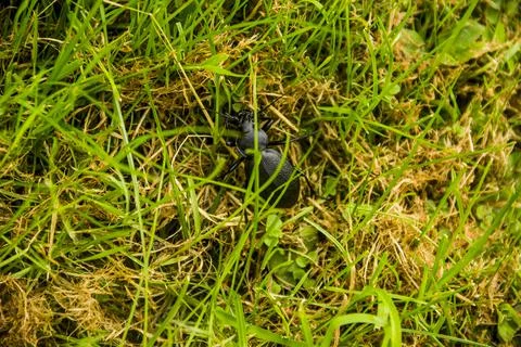 Big black beetle Stock Photos