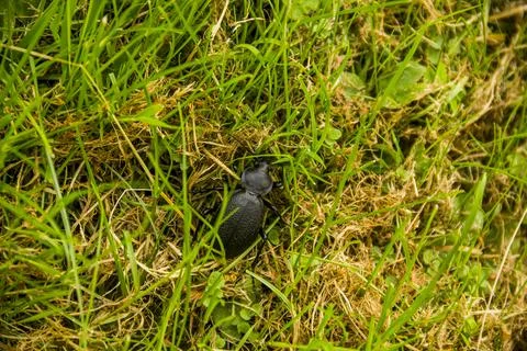 Big black beetle Stock Photos