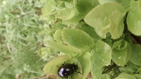 Big Black Beetle Sits on The Leaves of Herbaceous Plants Stock Footage 76458578