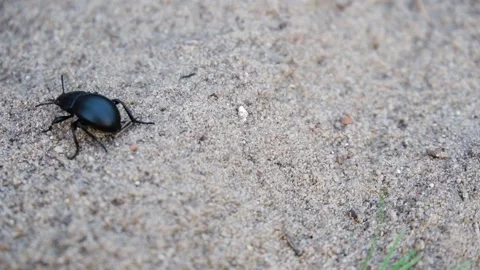 Big black beetle walking on the ground Vidéo 155340888
