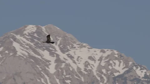 A big black bird flies in front of a mighty mountain Stock Footage 220305179
