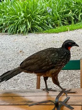 Big black bird on the table Fotos de archivo