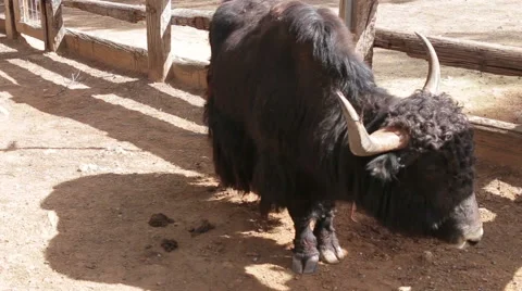 Big black bison on the farm Stock Footage 63386001