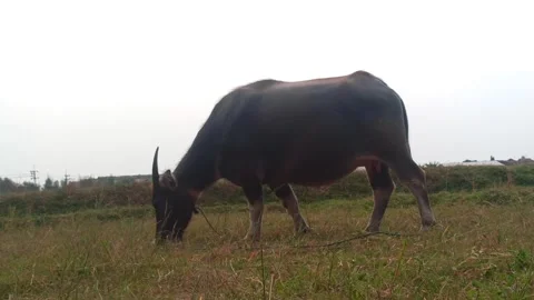 The big black Buffalo Stock Footage 247938616