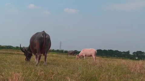 The big black Buffalo Vídeo Stock 247938629