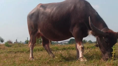 The big black Buffalo Stock Footage 247938667