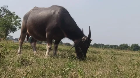 The big black Buffalo Stockbeeldmateriaal 247938707