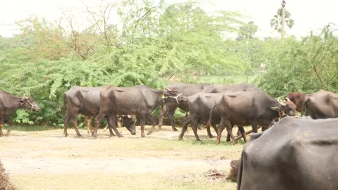 Big black buffalos walking forest behind them Stock Footage 225686883