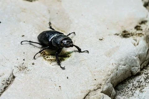 Big black bug crawling on a stone Stock Photos