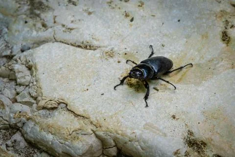 Big black bug crawling on a stone Stock Photos