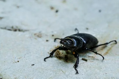 Big black bug crawling on a stone Stock Photos