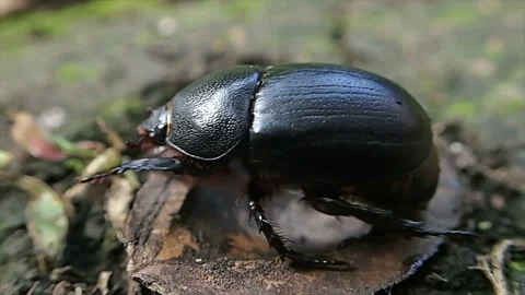 Big black bug Stock-Footage 161413175