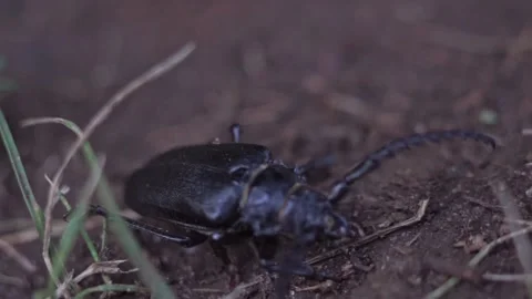 Big Black Bug on the ground 스톡 동영상 151085168