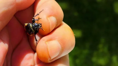 Big Black Bug in the Hand of a Man Stock Footage 156594398