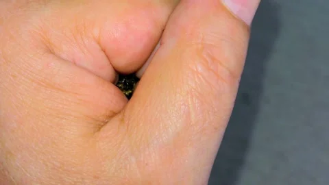 Big Black Bug in the Hand of a Man Stock Footage 156594409