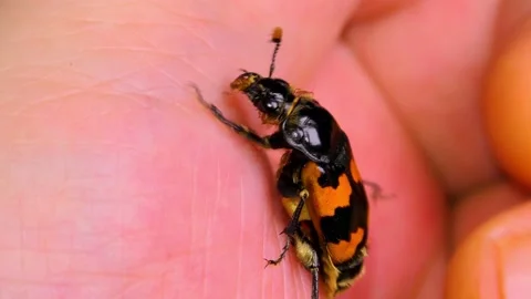 Big Black Bug in the Hand of a Man Stock Footage 156594416