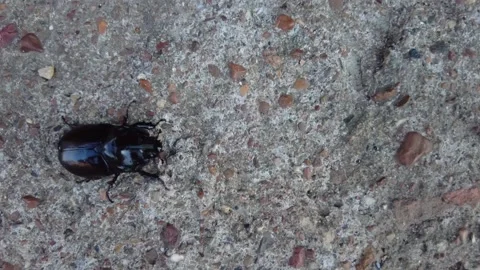 Big black bug, rhinoceros beetle (Oryctes nasicornis). Top view Stock Footage 156495678