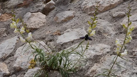 Big Black Bumble Bee is laying on flower - slowmotion - insect Stock Footage 89709037