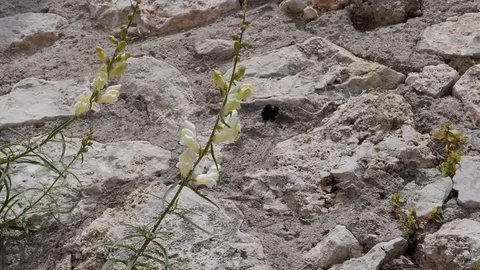 Big Black Bumble Bee is laying on flower - Capri - slowmotion Stock Footage 89709123