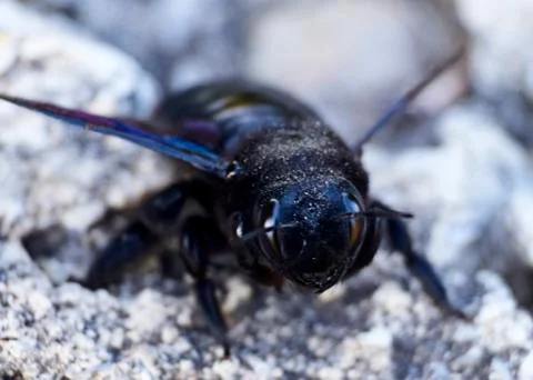 Big black bumblebee on the ground Stock Photos