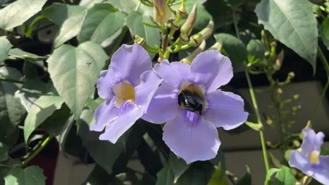 Big black carpenter bee pollinates vibrant flowers in Sri Lanka lush environment Stock-Footage 305379627