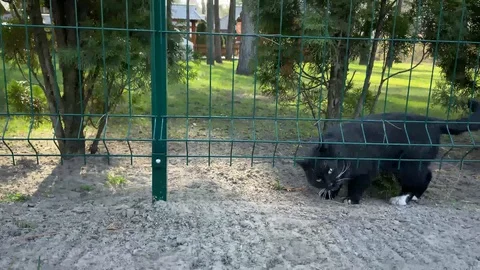 Big black cat comes out of the lawn, he is pleased, spring Video stock 127619348