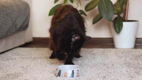 Big black cat dips its paw into food, into a bowl in interior. cat eats food Stock Footage 270721858