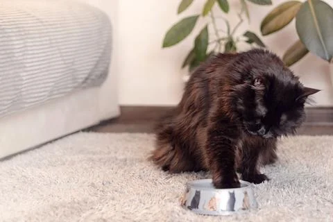Big black cat dips its paw into food, into a bowl. cat eats food with his paw 스톡 사진