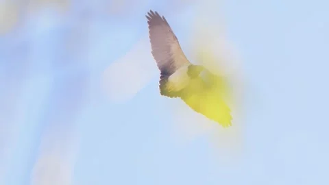 Big Black Chested Buzzard Eagle gliding right over head showing its two Stock Footage 253398895