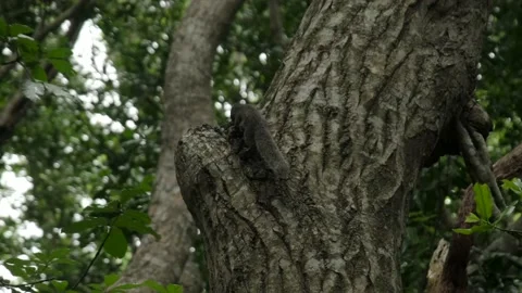 A big black climbs upon the tree Stock Footage 170665652