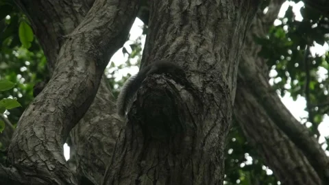 A big black climbs upon the tree Video stock 170666389