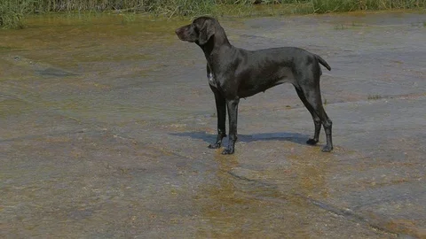 A big black cop stands on the ford and sniffs the air Video stock 122080040