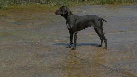 A big black cop stands on the ford and sniffs the air Stock-Footage 122080052
