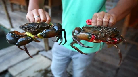The big black crab bound with rope. It is ready to be sold to make seafood. Stock Footage 87729993
