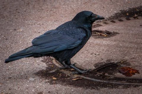 Big black crow on the brown ground Stock Photos