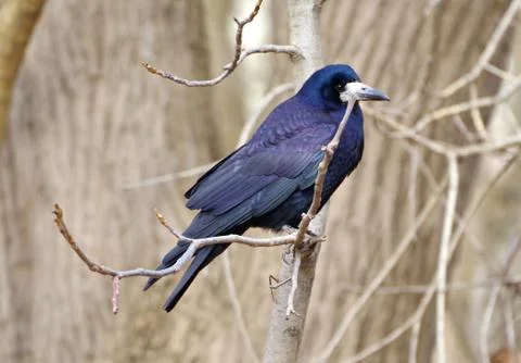 Big black crow Stock Photos