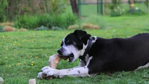 A big black dog chewing on a bone Stock Footage 152973944