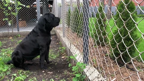 Big black dog Stock Footage 107734220