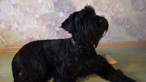 Big black dog looking. Pets at home. Stock Footage 90197337