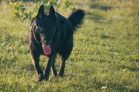 Big black dog Stock Photos