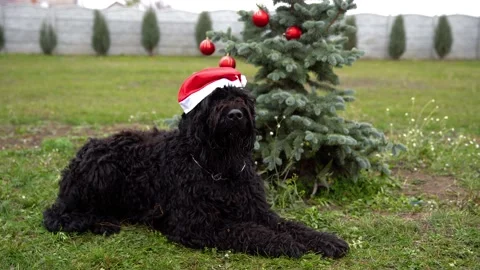 Big black dog in Santa hat near Christmas tree Stock Footage